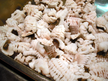 西坂鮮魚店 ハモの湯引き 西坂鮮魚店 ハモの湯引き